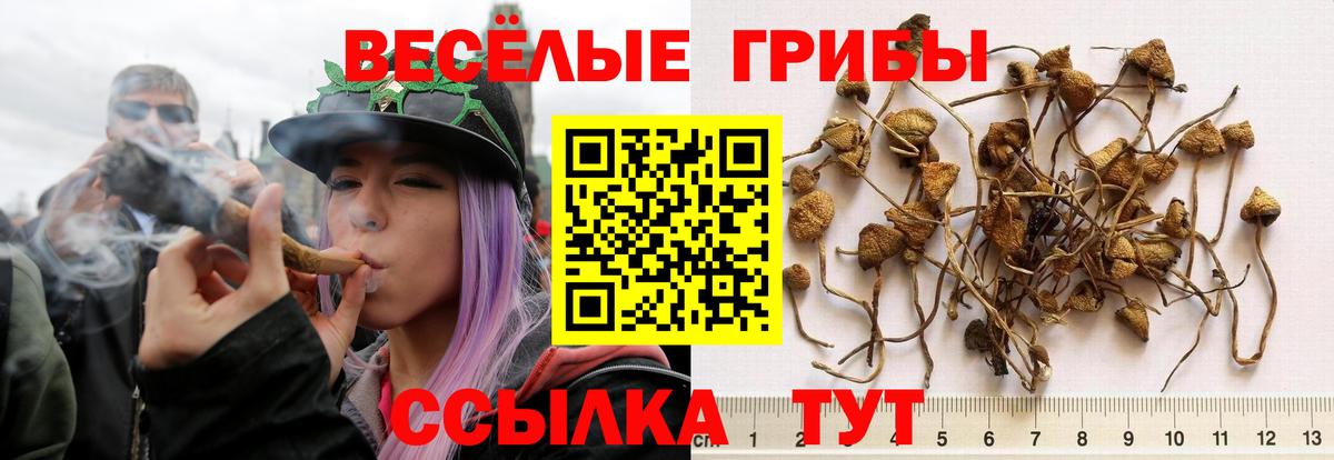 Псилоцибиновые грибы мухоморы Нововоронеж